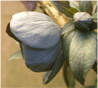 Helleborus-grau.jpg
