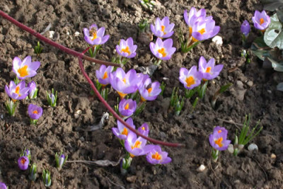 Krokus_23953_079.jpg