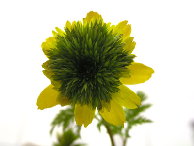 Adonis-amurensis-Pleniflora.jpg