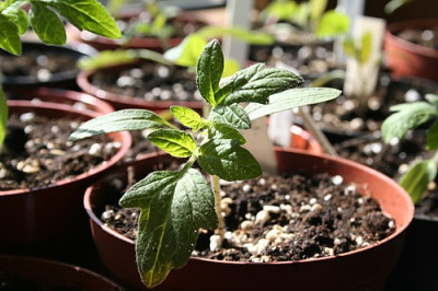 Tomaten.__JPG.JPG