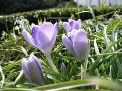 C_Gartenhybridek.jpg