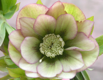 Helleborus-Picotee-gef.jpg