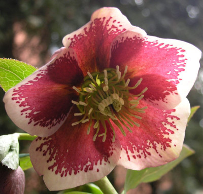 Helleborus-rot-gefleckt-k.jpg