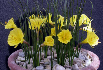 Narcissus_romieuxii_Atlas-Gold_2006-03-24.JPG