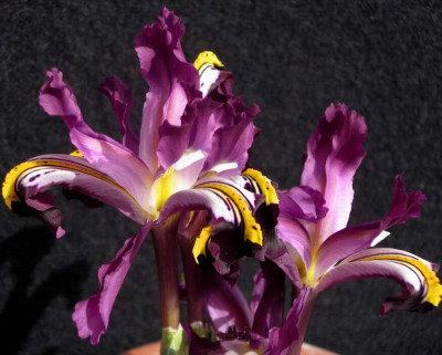 Iris_rosenbachiana_2006-03-24_001.JPG