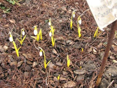 galanthus_gelb.jpg