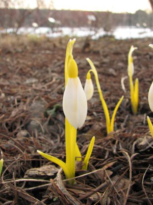 galanthus_gelb1.jpg