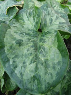 arum_2.jpg