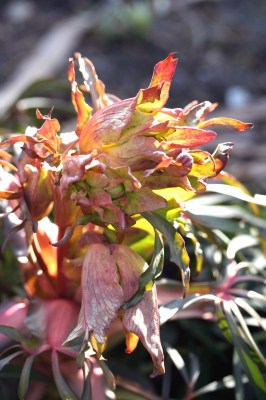 Helleborus_foetidus_errotet.jpg