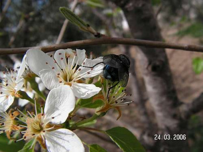 fliege01.jpg