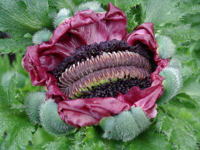 Pattys-Plum-dopp2.jpg
