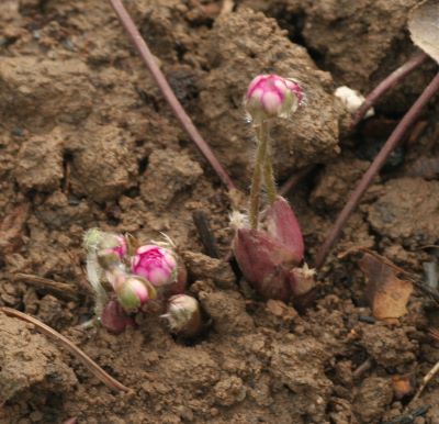 hepatica_rot_gefuellt_austrieb_2952.jpg