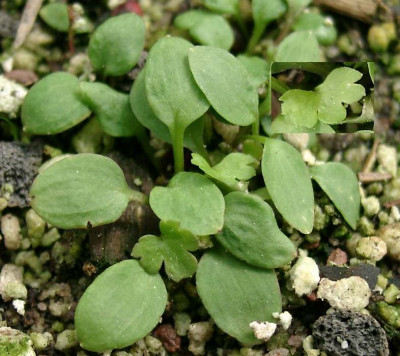 05180009_eHepatica_Samlinge.JPG