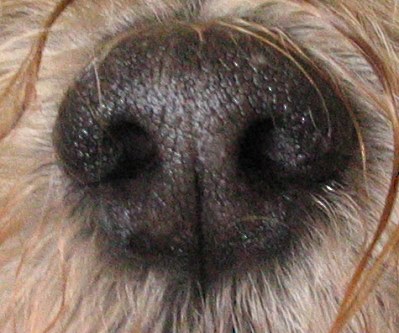 nase_2957.jpg