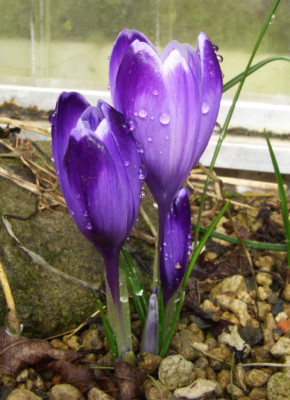 Crocus_heuffelianus.jpg