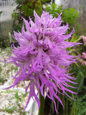 Orchis_italica_vollerbluht.jpg