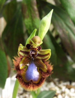 Ophrys_speculum_06.jpg