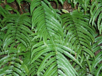 blechnum.nov..jpg