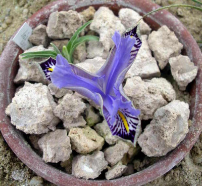 Iris_stenophylla_ssp.allisonii_2006-03-25.JPG