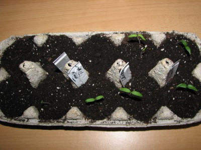 Tomatenzucht_im_Eierkarton25.03.06_003.jpg