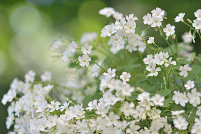 Oxalis-weiss-nicht-Jul0215_019.jpg