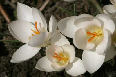 Crocus-chrysanthus_cf-Ard_Schenk.jpg