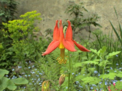 Aquilegia_formosa.jpg