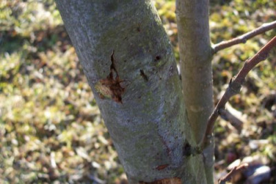 000_0779__Marone_dunkle_Stelle_darunter_schwarz.jpg