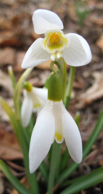 IMG_0057_eGalanthus.JPG