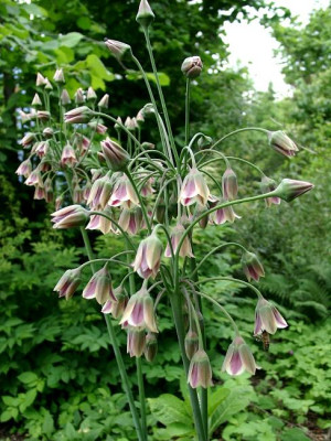 06060025_eNectaroscordum_siculum.JPG