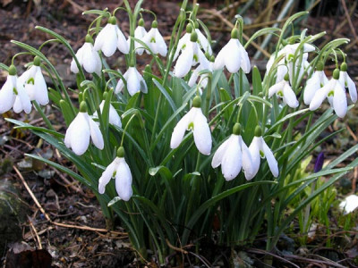 Galanthus_Magnet_250306.jpg