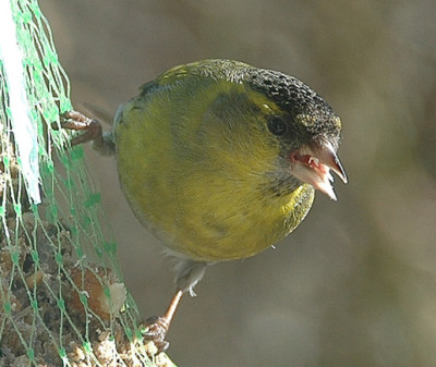 DSC_0328.jpg
