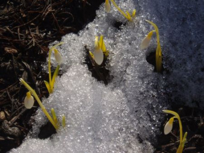 galanthus_sandersii.jpg