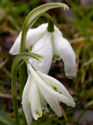 Galanthus_fp3.jpg