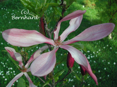 Magnolia_susan.jpg