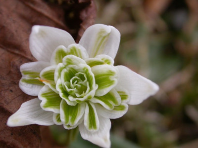 Galanthus_fp4.jpg