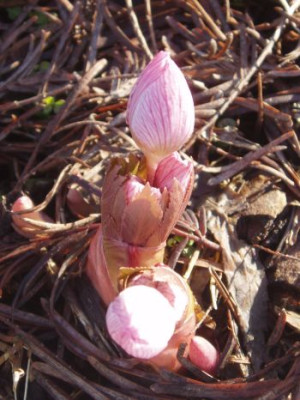 Helleborusthibetanus.jpg