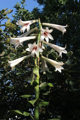 IMG_3412_eCardiocrinum giganteum var giganteum.JPG