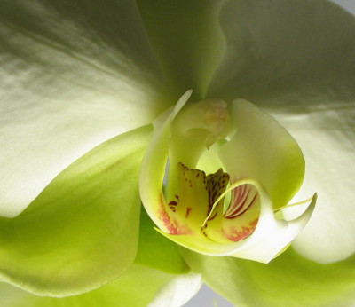 orchid_1f.jpg