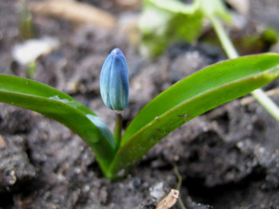 Scillasib0325k.jpg