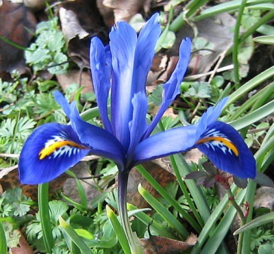 Iris_rediculata_20060304.jpg