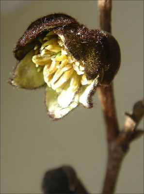 Sycoparrotia.jpg