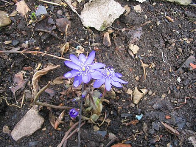 Hepatica_transsylvanica.jpg