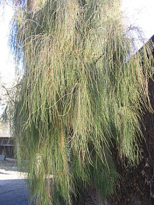 Chamaecyparis_pisifera.jpg