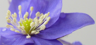 Leberblumchen_Hepatica_nobilis_f.jpg
