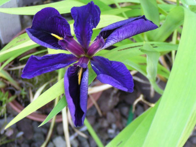 Iris Louisiana 003.JPG