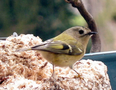 Wintergoldhahnweibchen.jpg