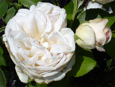 cymbaline_rosengarten.jpg