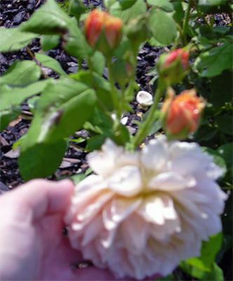 grace_rosengarten_01.jpg