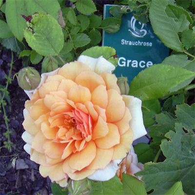 grace_rosengarten_02.jpg